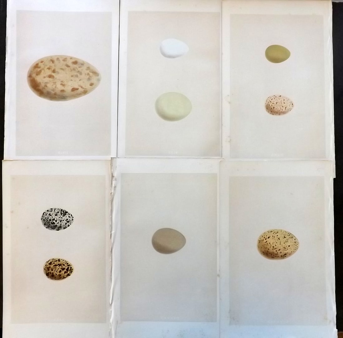 Morris, Francis 1863 Lot of 6 Antique Bird Egg Prints: Woodblock Published 1863, London for "A Natural History of the Nests and Eggs of British Birds" By the Rev. Francis Orpen Morris, printed Benjamin Fawcett. With accompanying descriptive text. Paper Si