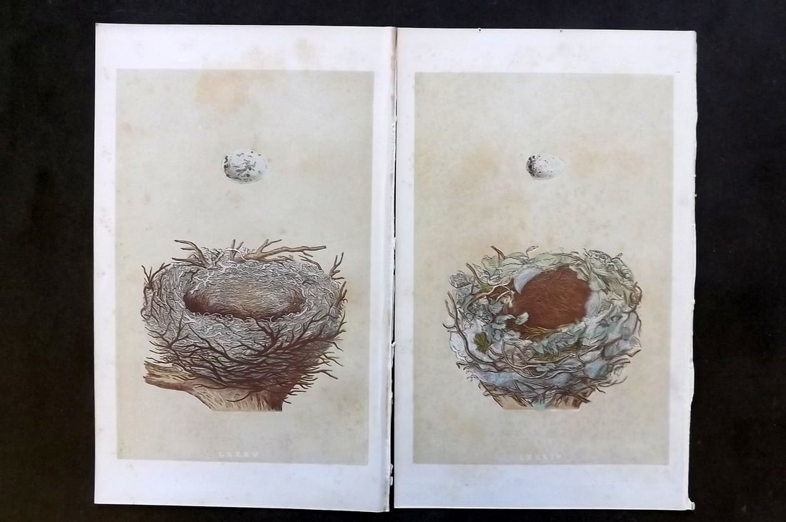 Morris, Francis 1863 Pair of Antique Bird Nests Prints (Toned): Woodblock Published 1863, London for "A Natural History of the Nests and Eggs of British Birds" By the Rev. Francis Orpen Morris, printed Benjamin Fawcett. With accompanying descriptive text. Paper Si