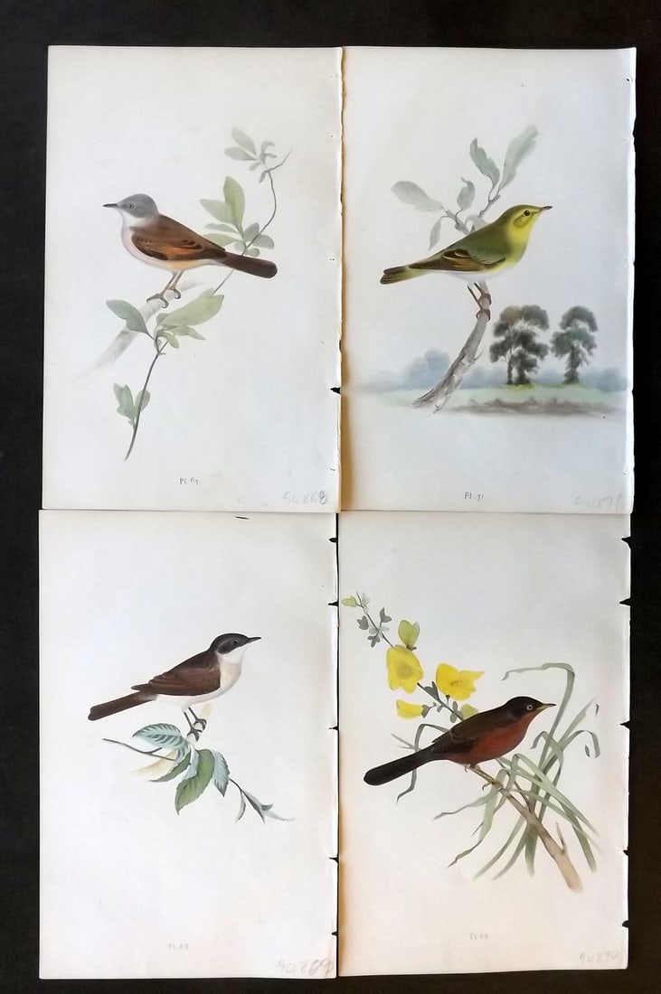 Meyer, Henry 1844 Lot of 4 Hand Col Bird Prints (1 of 1)