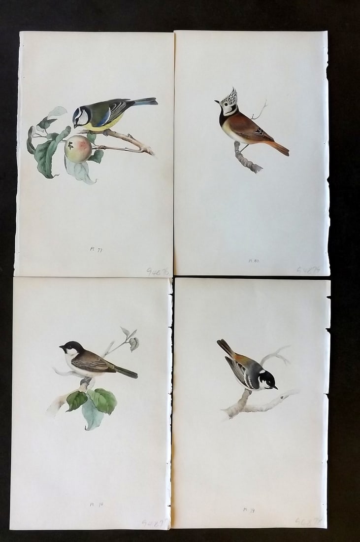 Meyer, Henry 1844 Lot of 4 Hand Col Bird Prints (1 of 1)