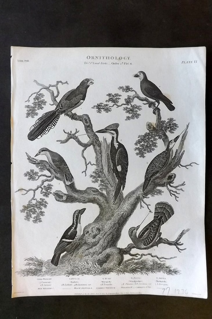Rees, Abraham 1820 Antique Bird Print. Woodpecker, Barbet, Nuthatch (1 of 1)