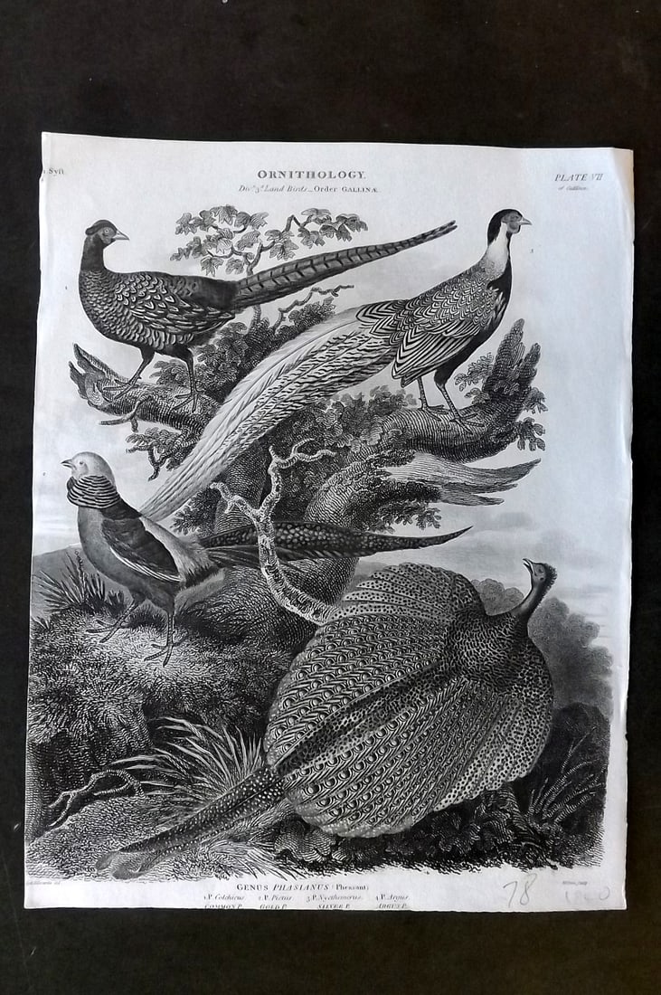 Rees, Abraham 1820 Antique Bird Print. Argus Pheasant, Pheasants (1 of 1)