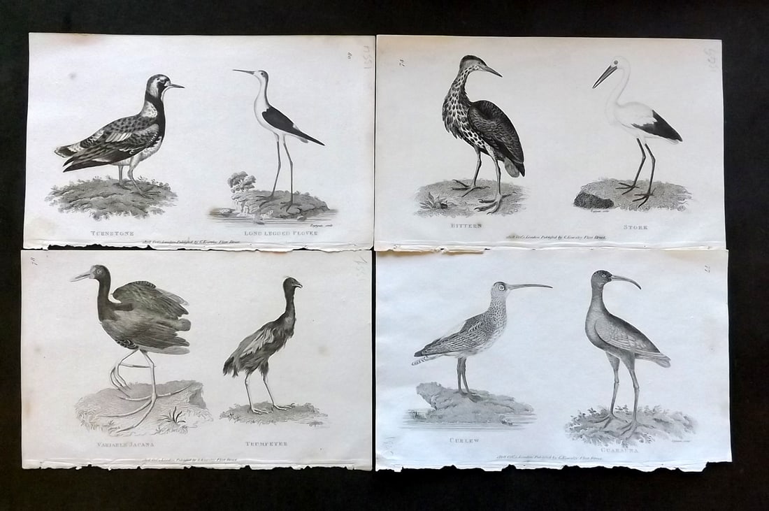 Shaw, George 1809 Lot of 4 Antique Bird Prints (1 of 1)