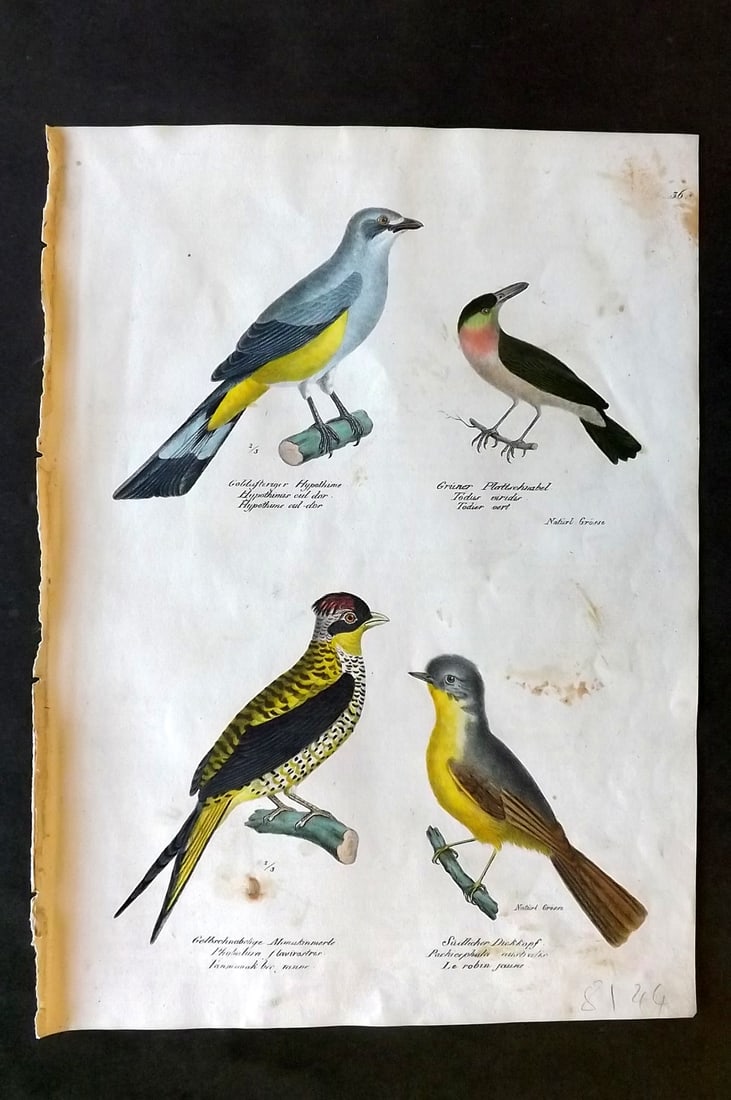 Schinz & Brodtmann 1830 Folio Hand Col Bird Print. Cotingas, Tody 36 (1 of 1)