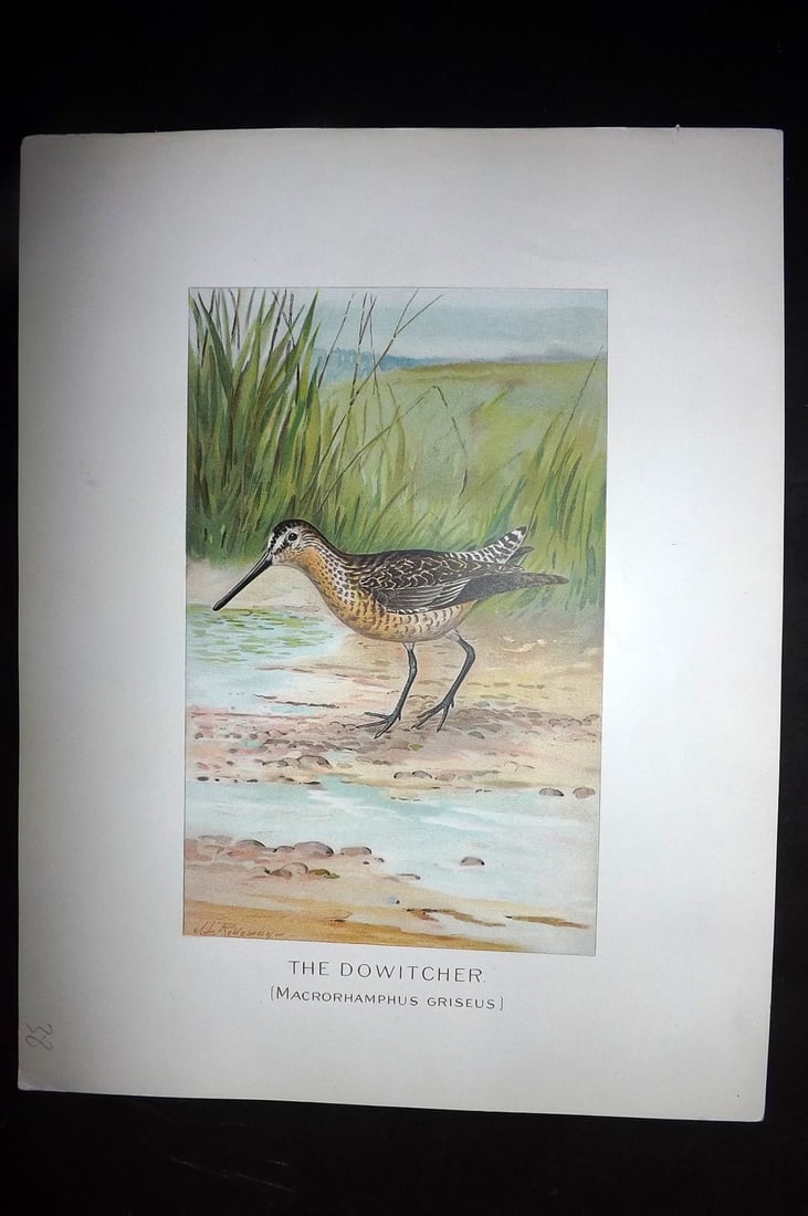 Ridgway & Fuertes 1902 Folio Bird Print. Dowitcher (1 of 1)