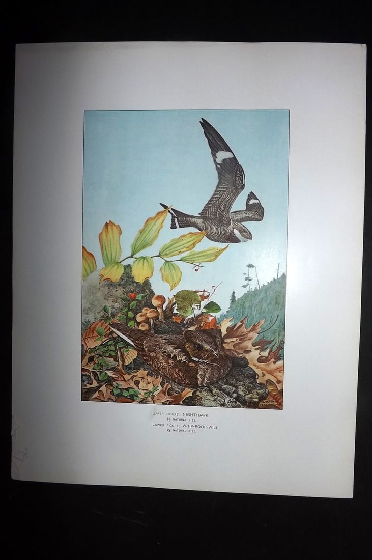 Ridgway & Fuertes 1902 Folio Bird Print. Nighthawk, Whip-Poor-Will (1 of 1)