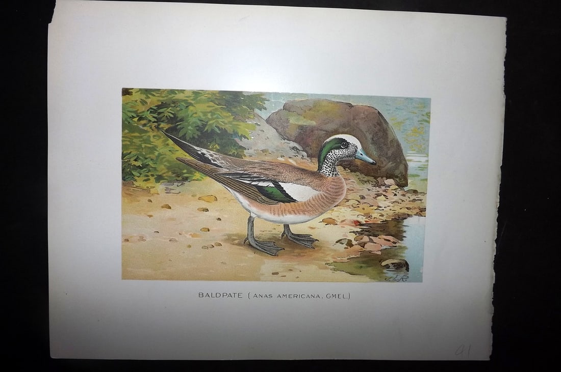 Ridgway & Fuertes 1902 Folio Bird Print. Baldpate (1 of 1)