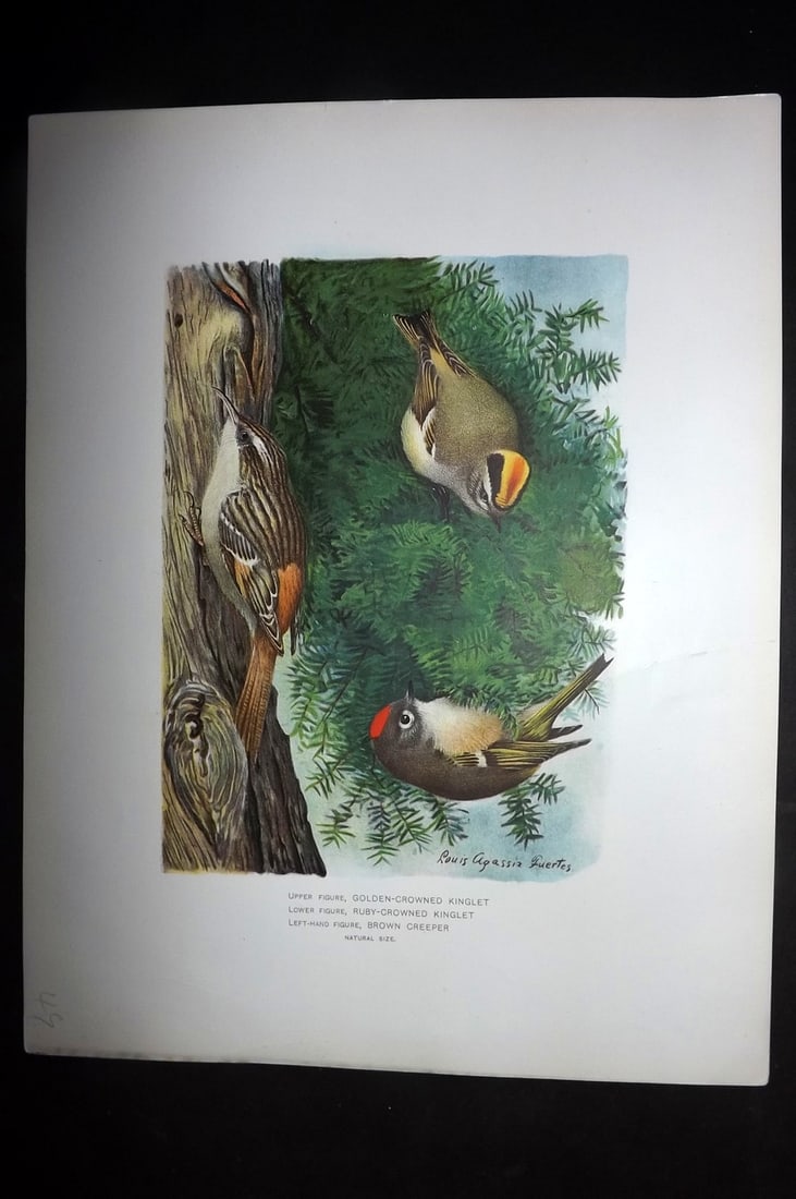 Ridgway & Fuertes 1902 Folio Bird Print. Kinglet & Creeper (1 of 1)