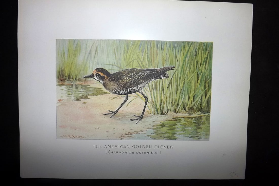 Ridgway & Fuertes 1902 Folio Bird Print. American Golden Plover (1 of 1)