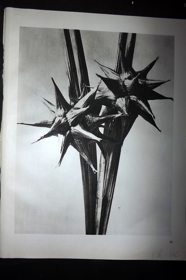 Blossfeldt, Karl 1942 Folio Vintage Botanical Print 97 (1 of 1)
