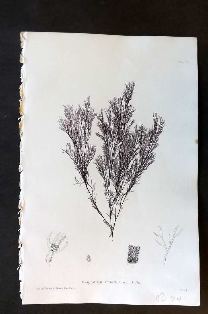 Bradbury, Henry 1859 Nature Printed Seaweed Print. Ceranium Flabelligerum (1 of 1)