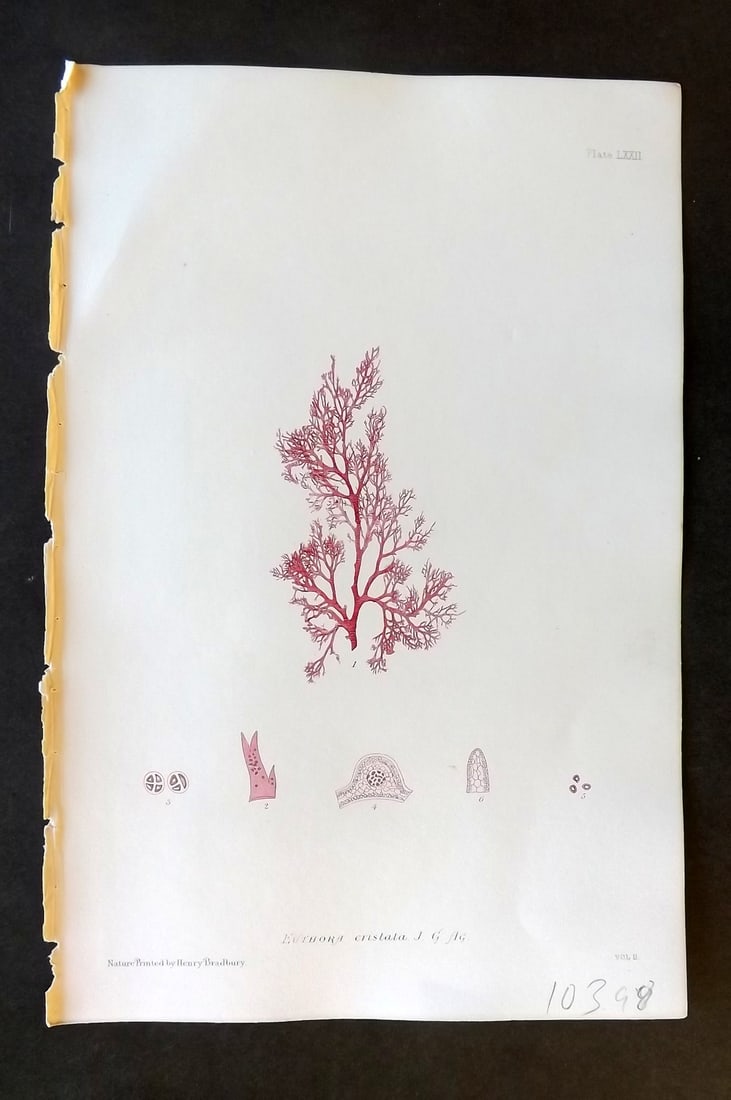 Bradbury, Henry 1859 Nature Printed Seaweed Print. Euthora Cristata: Nature Printed Electrotype Published 1859 by Henry Bradbury, London for "The Nature-Printed British Sea-Weeds" by William Grosart Johnstone and Alexander Croall. Paper Size: 9.5 x 6 inch (24 x 15cm) I