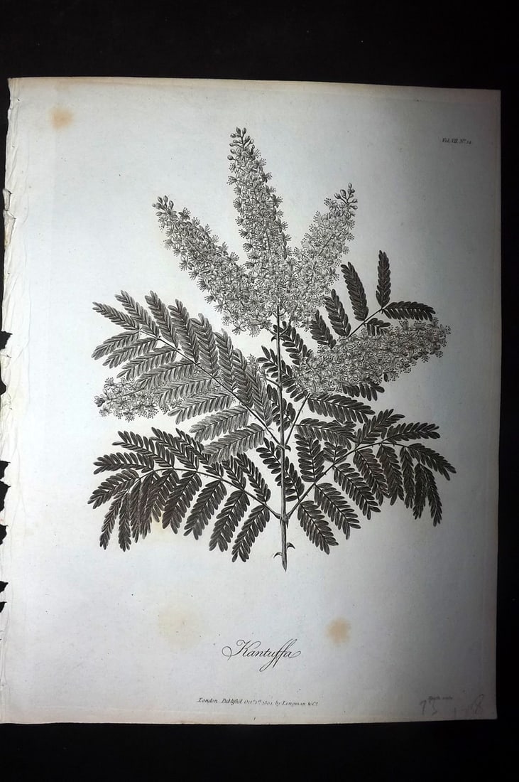 Bruce, James 1813 Antique Botanical Print. Kantuffa (1 of 1)
