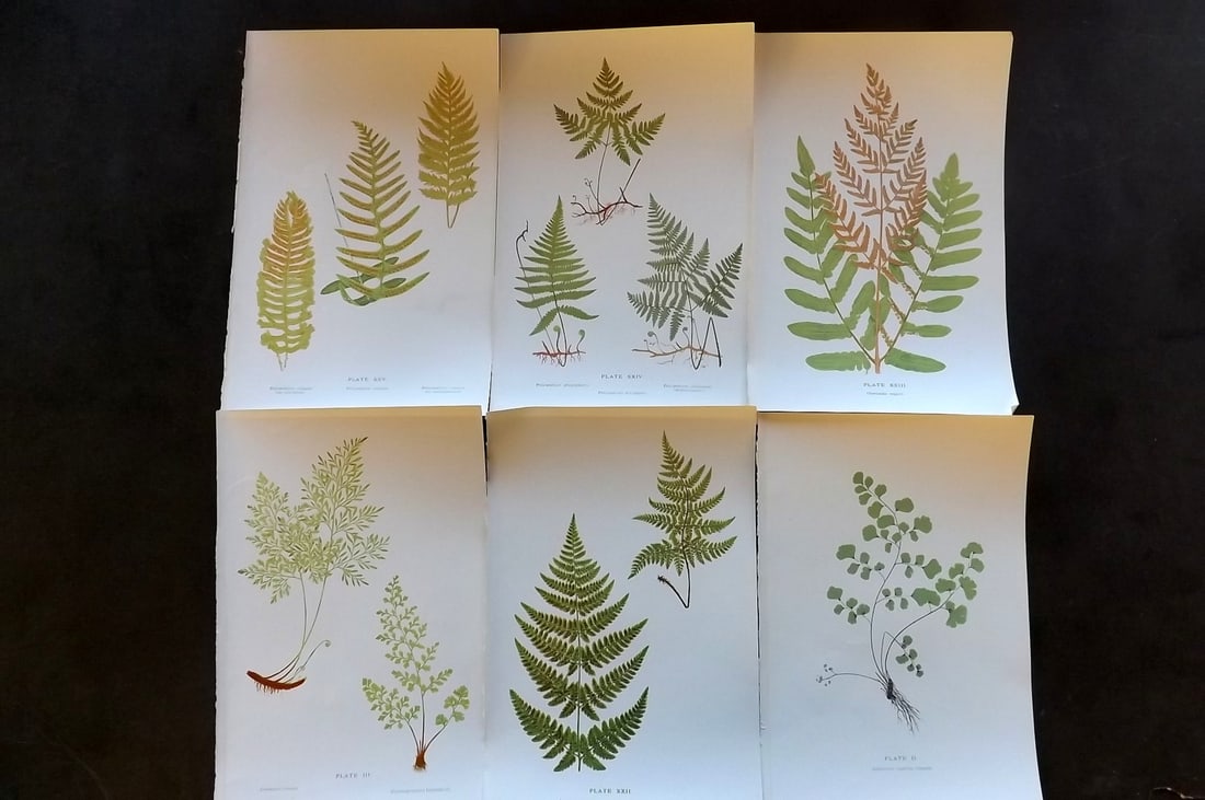 Druery, Charles C1910 Lot of 6 Antique Fern Prints: Chromolithographs Published C1910, London for "British Ferns and Their Varieties" by Charles Druery. Paper Size: 8.5 x 5 inch (22 x 13cm) Good Condition