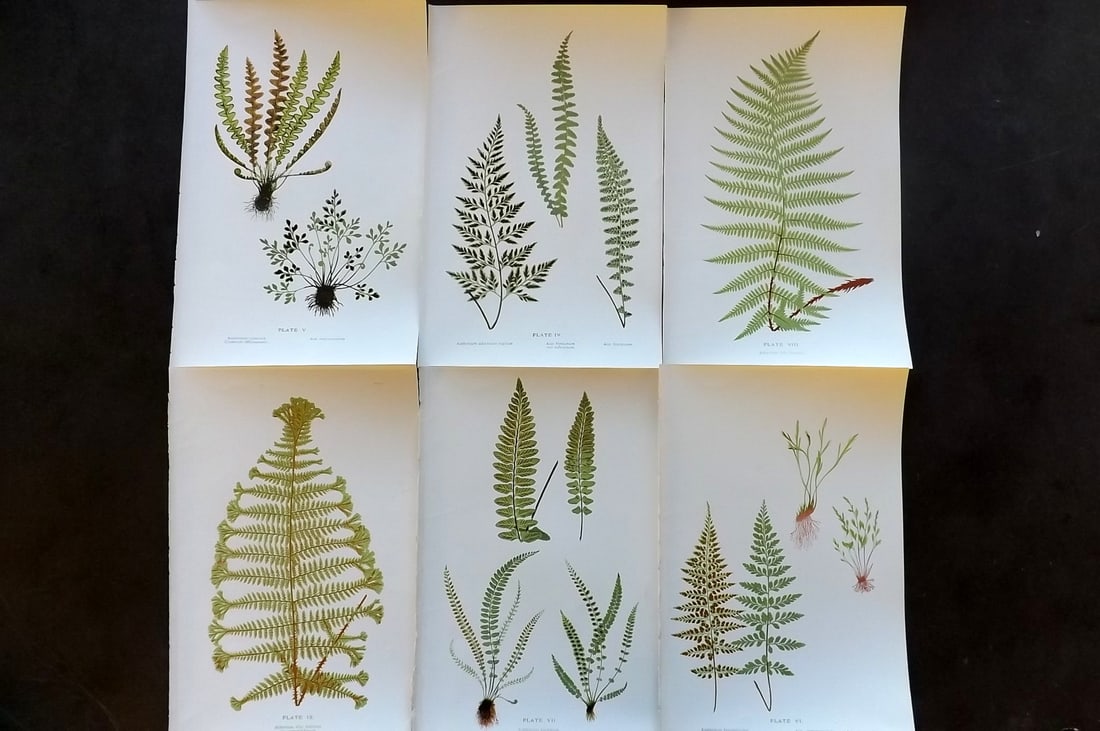 Druery, Charles C1910 Lot of 6 Antique Fern Prints: Chromolithographs Published C1910, London for "British Ferns and Their Varieties" by Charles Druery. Paper Size: 8.5 x 5 inch (22 x 13cm) Good Condition