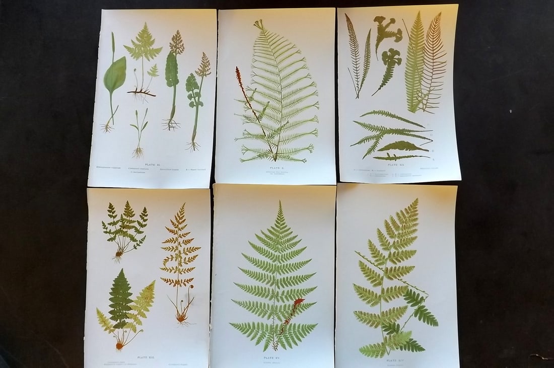 Druery, Charles C1910 Lot of 6 Antique Fern Prints (1 of 1)