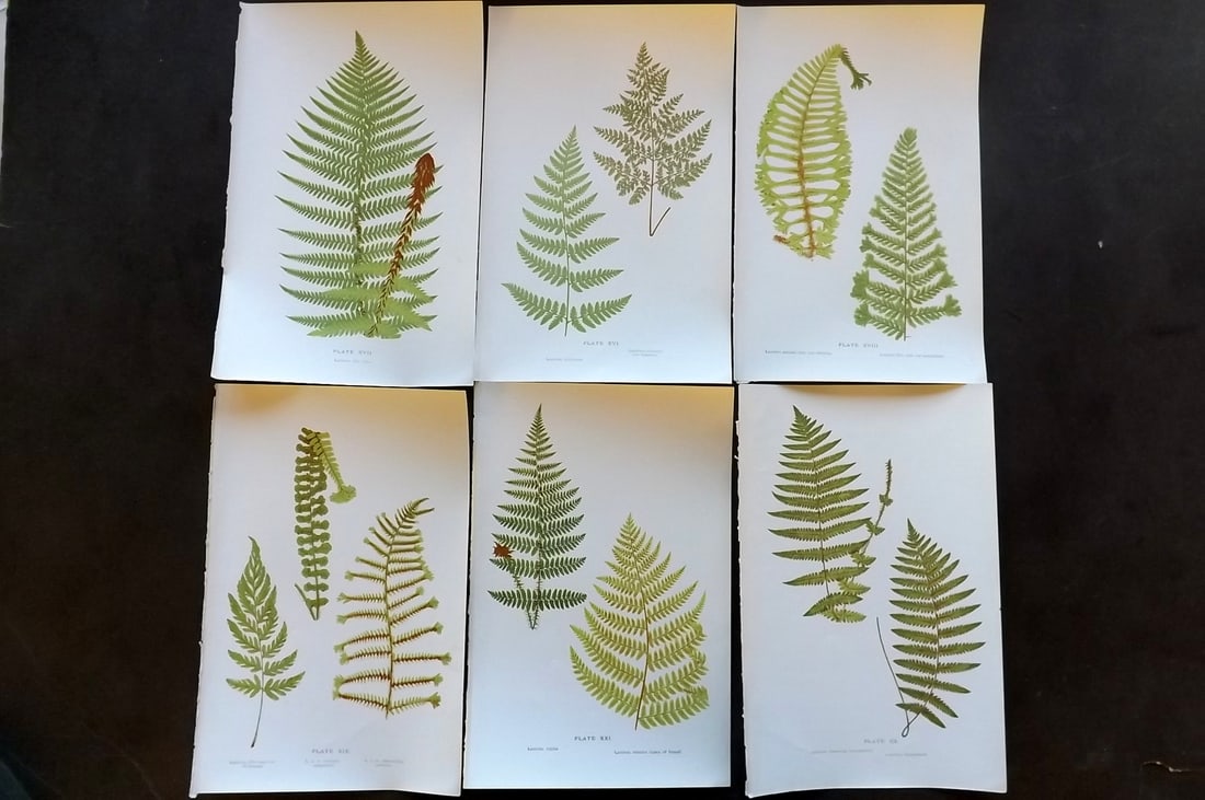 Druery, Charles C1910 Lot of 6 Antique Fern Prints (1 of 1)
