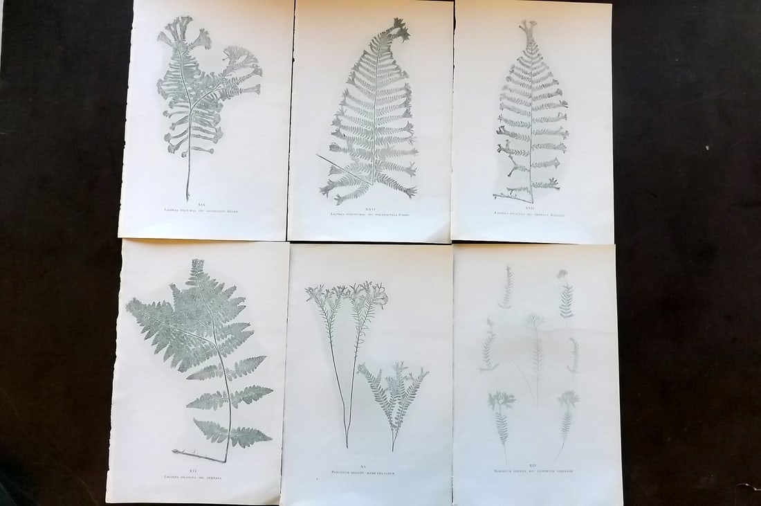 Druery, Charles C1910 Lot of 6 Nature Printed Ferns (1 of 1)