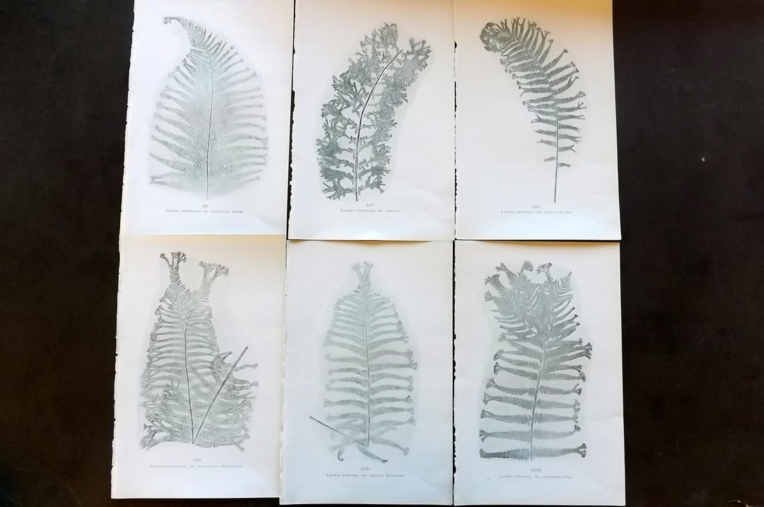Druery, Charles C1910 Lot of 6 Nature Printed Ferns (1 of 1)