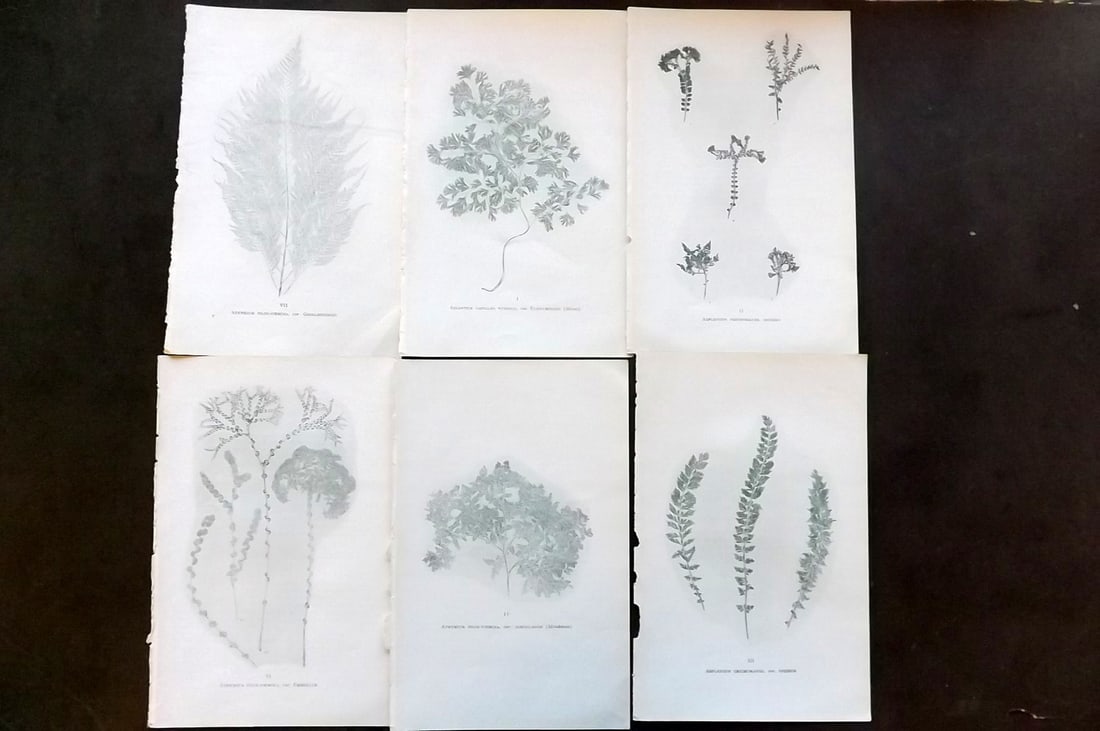 Druery, Charles C1910 Lot of 6 Nature Printed Ferns (1 of 1)