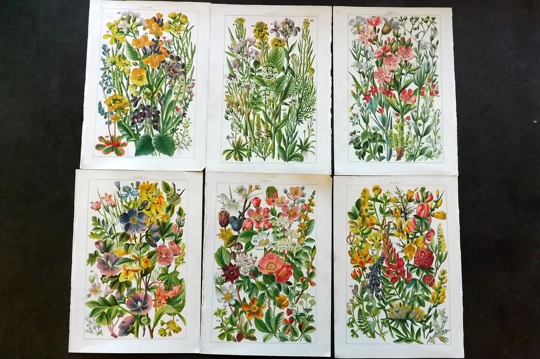 Gordon, W. J. C1900 Lot of 6 Antique Botanical Prints (1 of 1)