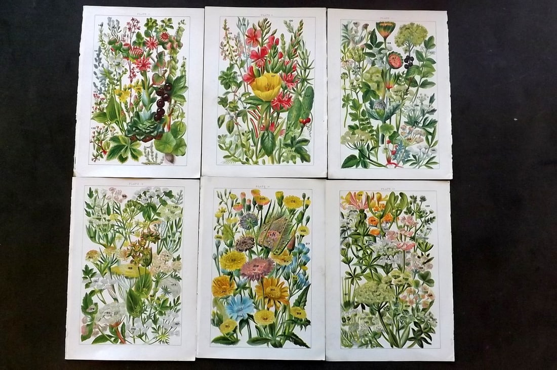 Gordon, W. J. C1900 Lot of 6 Antique Botanical Prints (1 of 1)