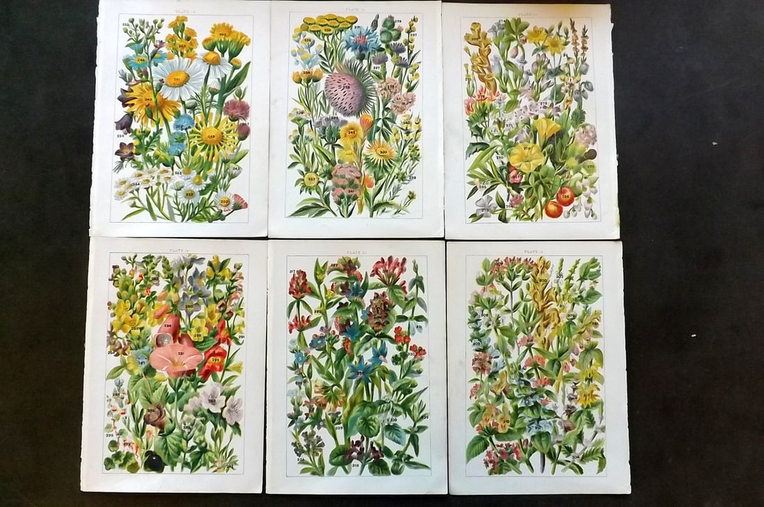 Gordon, W. J. C1900 Lot of 6 Antique Botanical Prints (1 of 1)