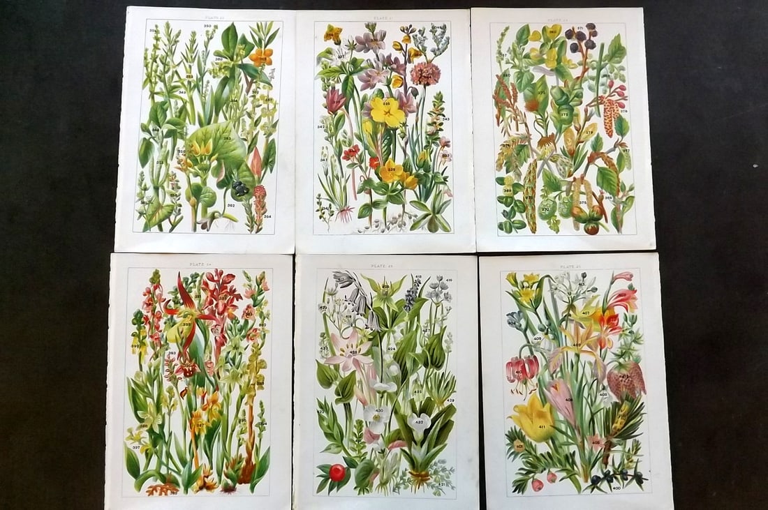 Gordon, W. J. C1900 Lot of 6 Antique Botanical Prints (1 of 1)