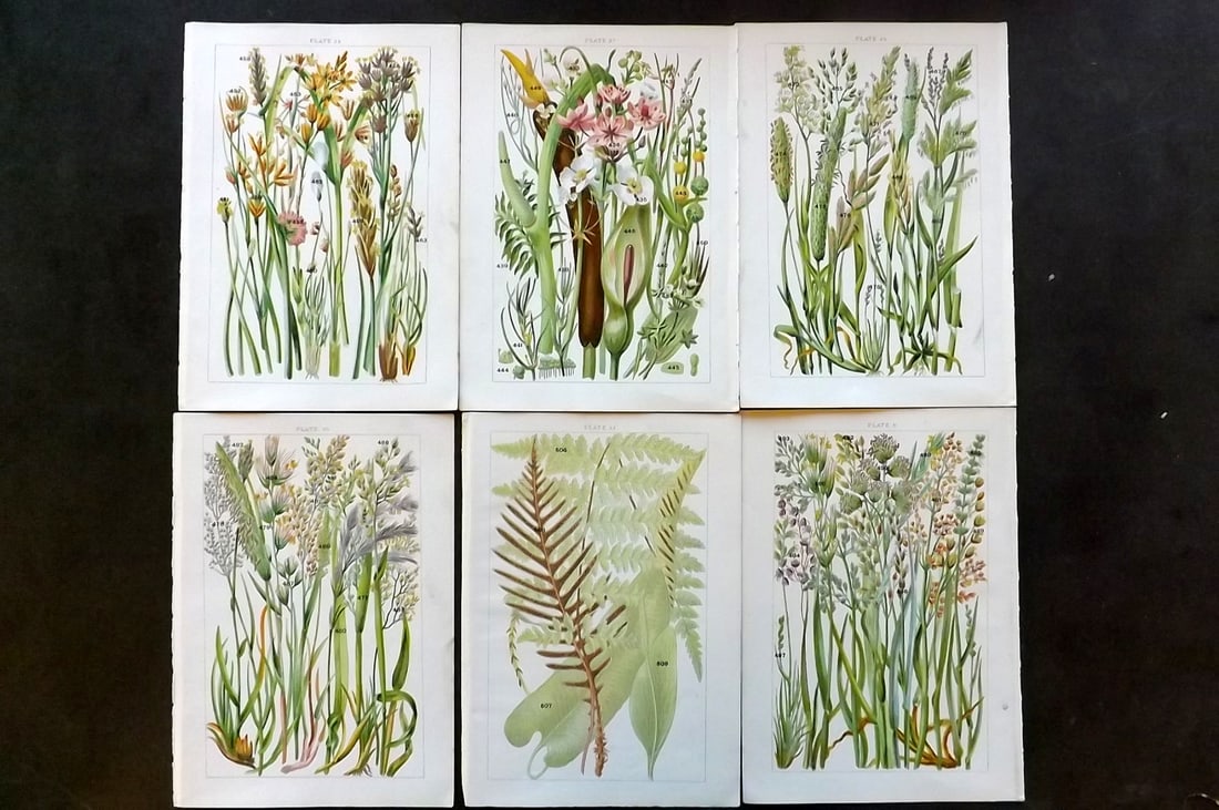 Gordon, W. J. C1900 Lot of 6 Antique Botanical Prints (1 of 1)
