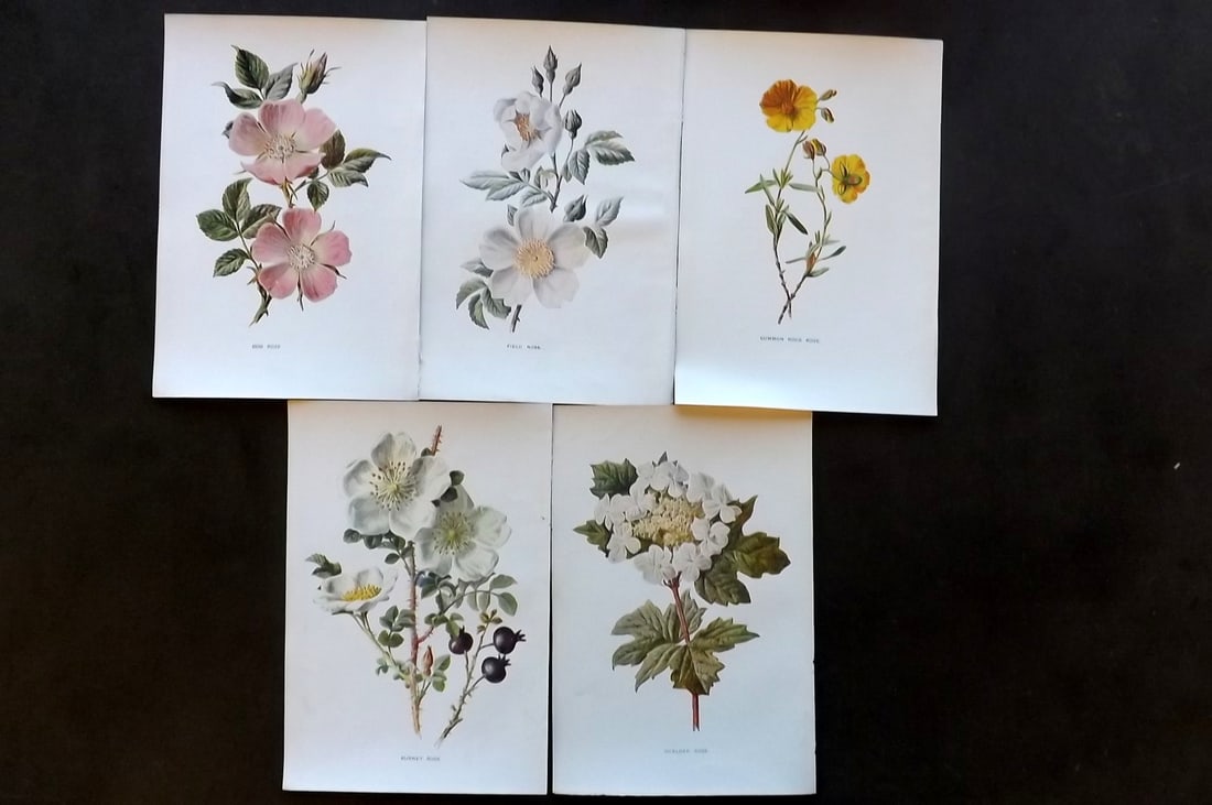 Hulme, Edward C1900 Lot of 5 Botanical Prints. Roses (1 of 1)