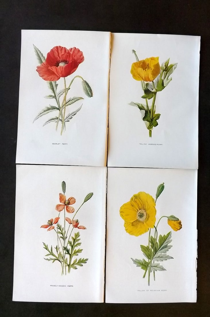 Hulme, Edward C1900 Lot of 4 Botanical Prints. Poppys (1 of 1)