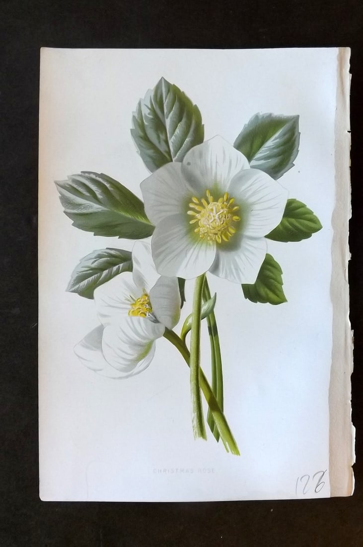 Hulme, Edward 1878 First Edition Botanical Print. Christmas Rose (1 of 1)