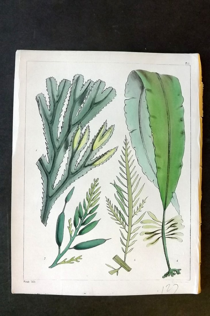 Landsborough, David 1851 Hand Col Seaweed Print. Fucus, Halidrys, Desmarestia 01: Hand Coloured Lithograph Published 1851, London for "A Popular History of British Sea-Weeds?" by the Rev. David Landsborough. Paper Size: 6 x 5 inch (16 x 13cm) Good Condition