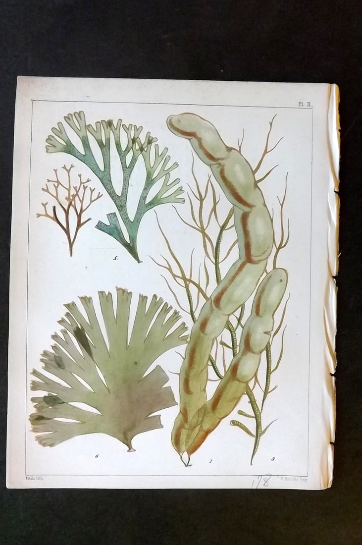 Landsborough, David 1851 Hand Col Seaweed Print. Dictyota, Cutleri, Asperococcus 02 (1 of 1)