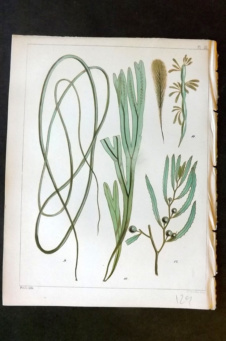 Landsborough, David 1851 Hand Col Seaweed Print. Chorda, Haliscris, Myriotrichia 03 (1 of 1)