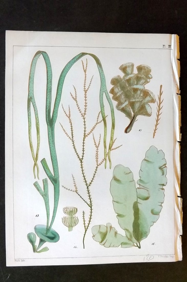 Landsborough, David 1851 HCol Seaweed Print. Himanthalia, Cladostephus, Sphacelaria 04: Hand Coloured Lithograph Published 1851, London for "A Popular History of British Sea-Weeds?" by the Rev. David Landsborough. Paper Size: 6 x 5 inch (16 x 13cm) Good Condition