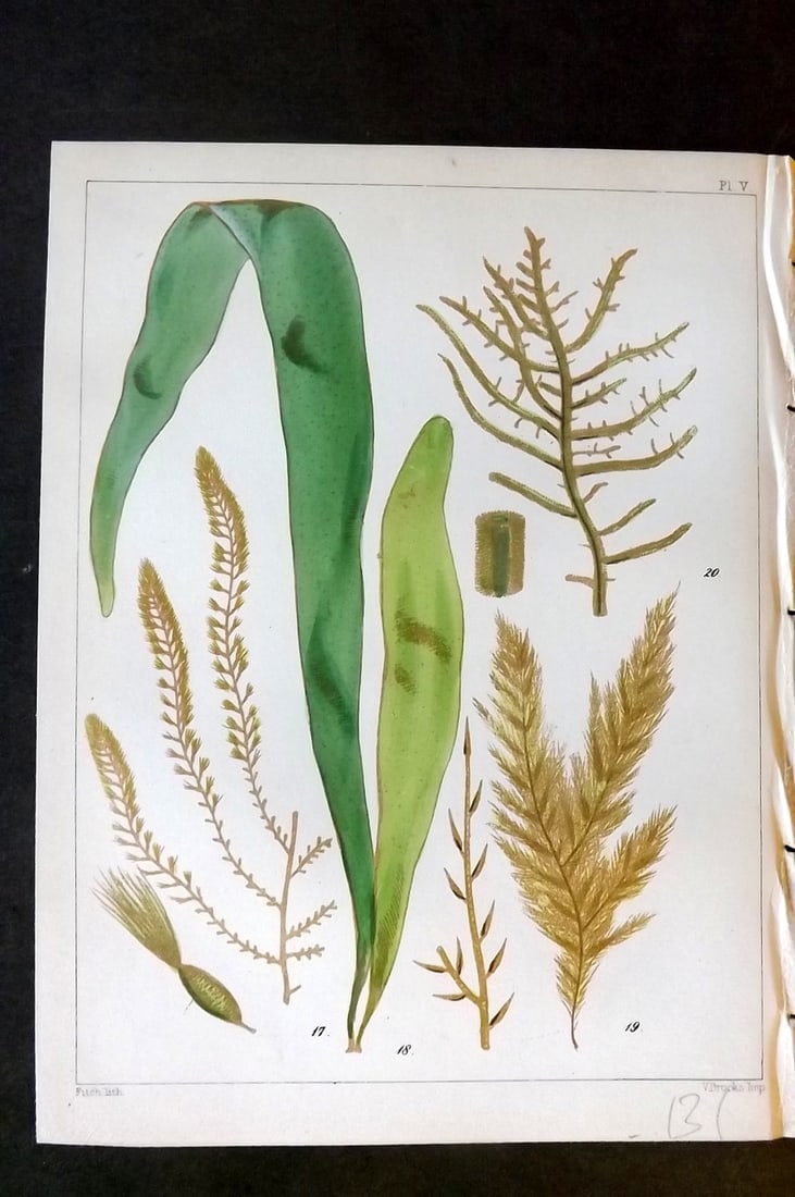 Landsborough, David 1851 Hand Col Seaweed Print Sporochnus, Asperococcus, Ectocarpus 05: Hand Coloured Lithograph Published 1851, London for "A Popular History of British Sea-Weeds?" by the Rev. David Landsborough. Paper Size: 6 x 5 inch (16 x 13cm) Good Condition