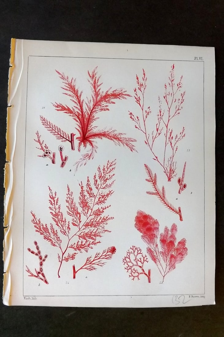Landsborough, David 1851 Hand Col Seaweed Print. Callithamnion, Seirospora 06: Hand Coloured Lithograph Published 1851, London for "A Popular History of British Sea-Weeds?" by the Rev. David Landsborough. Paper Size: 6 x 5 inch (16 x 13cm) Good Condition