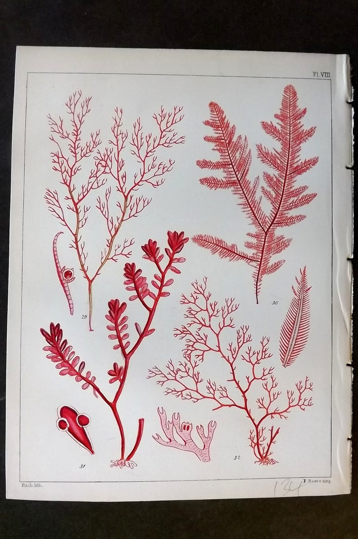 Landsborough, David 1851 HC Seaweed Print. Ceramium, Ptilota, Chylocladia, Microcladia 08: Hand Coloured Lithograph Published 1851, London for "A Popular History of British Sea-Weeds?" by the Rev. David Landsborough. Paper Size: 6 x 5 inch (16 x 13cm) Good Condition
