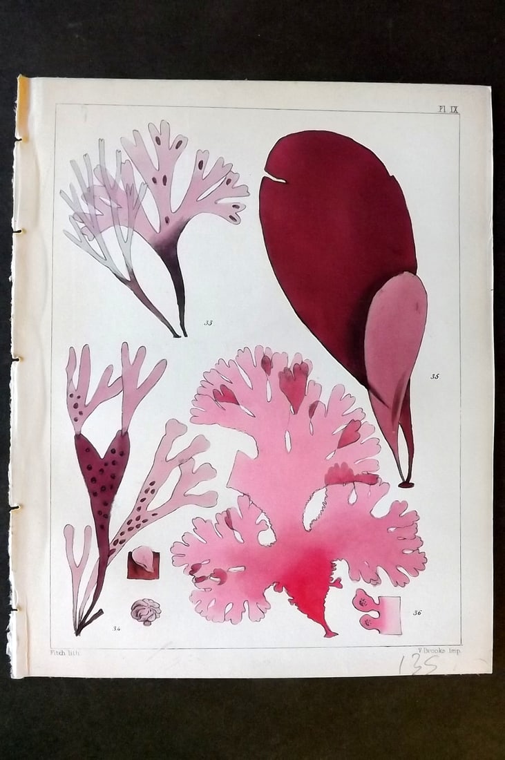 Landsborough, David 1851 Hand Col Seaweed Print. Chondrus, Phyllophora, Iridaea 09: Hand Coloured Lithograph Published 1851, London for "A Popular History of British Sea-Weeds?" by the Rev. David Landsborough. Paper Size: 6 x 5 inch (16 x 13cm) Good Condition