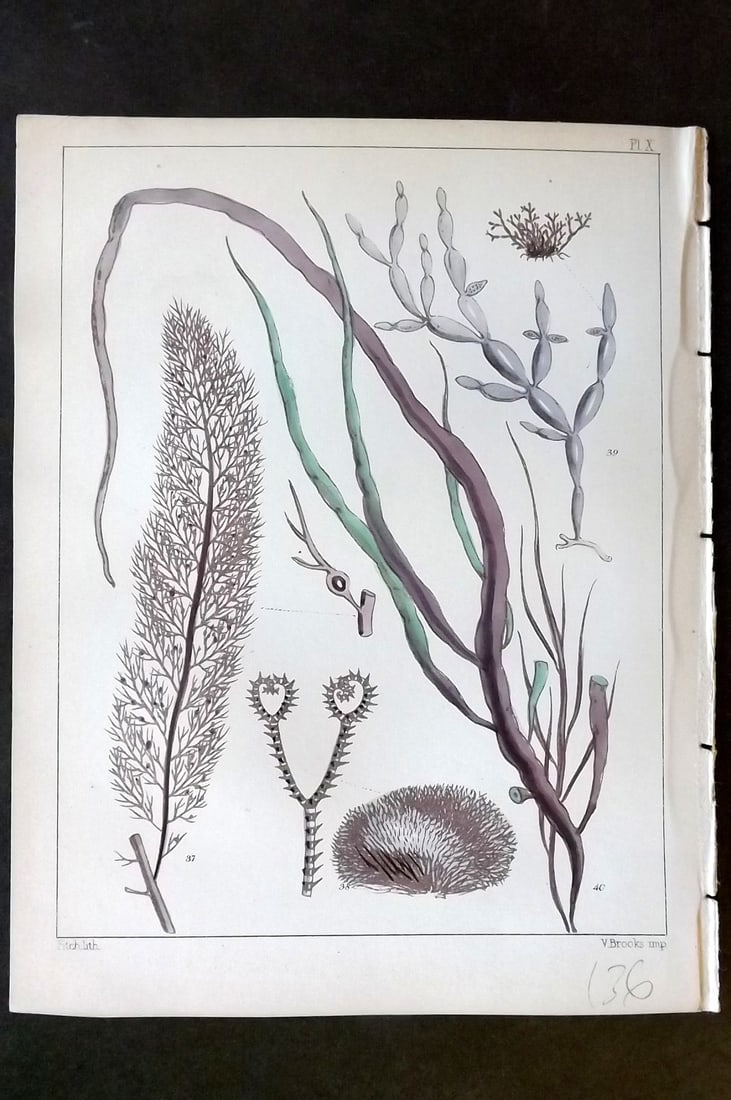 Landsborough, David 1851 HCol Seaweed Print. Hypnea, Ceramium, Catenella, Dumontia 10 (1 of 1)