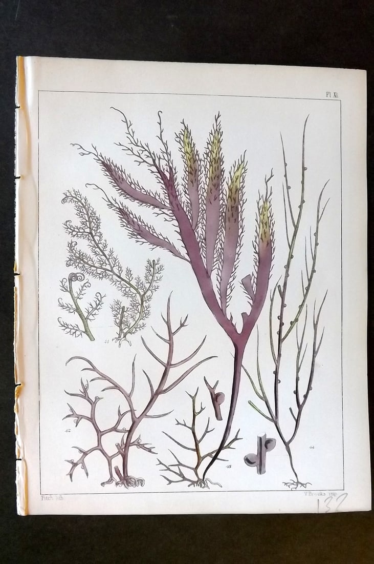 Landsborough, David 1851 HC Seaweed Print. Bostrychia, Gigartina, Rhodymenia, Graciaria 11: Hand Coloured Lithograph Published 1851, London for "A Popular History of British Sea-Weeds?" by the Rev. David Landsborough. Paper Size: 6 x 5 inch (16 x 13cm) Good Condition