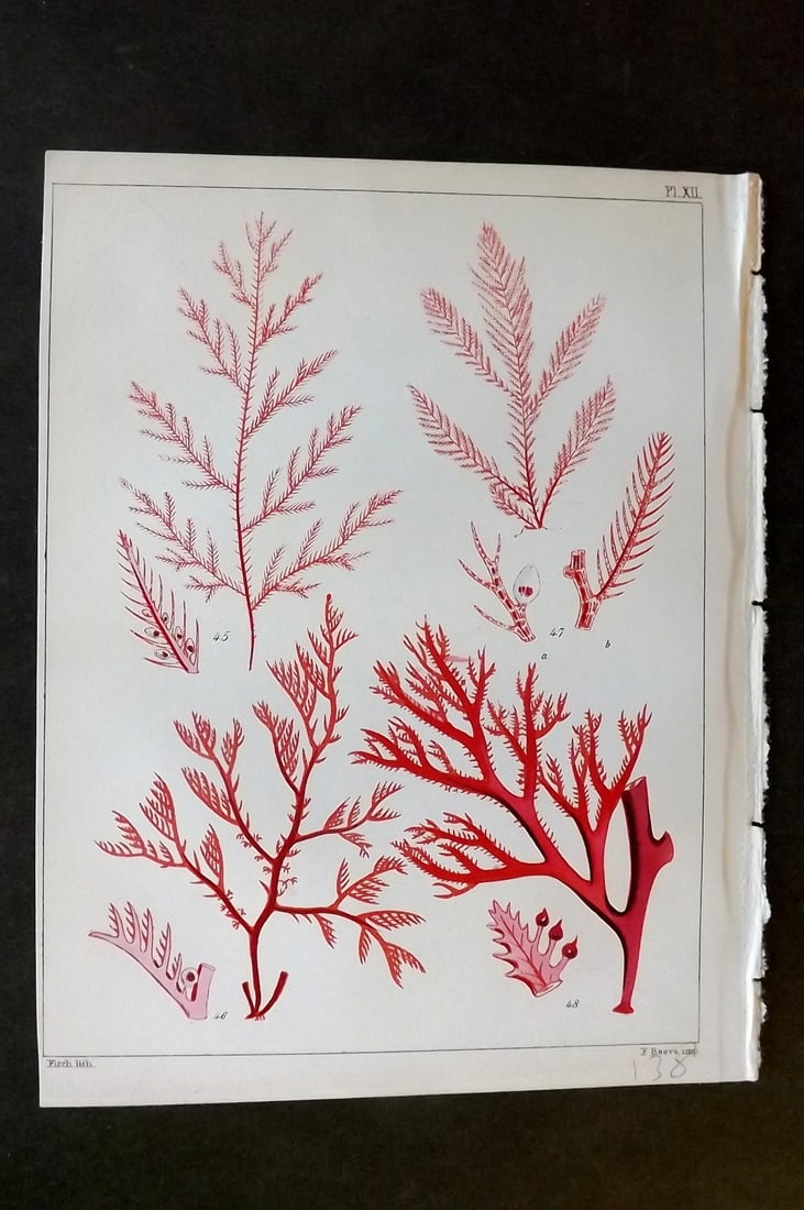 Landsborough, David 1851 HCol Seaweed Print. Bonnemaisonia, Plocamium, Polysiphonia 12: Hand Coloured Lithograph Published 1851, London for "A Popular History of British Sea-Weeds?" by the Rev. David Landsborough. Paper Size: 6 x 5 inch (16 x 13cm) Good Condition