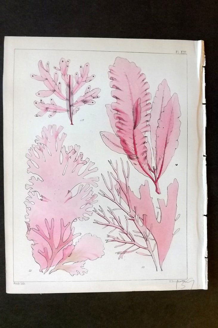 Landsborough, David 1851 Hand Col Seaweed Print. Delesseria, Nitophyllum, Halymenia 13: Hand Coloured Lithograph Published 1851, London for "A Popular History of British Sea-Weeds?" by the Rev. David Landsborough. Paper Size: 6 x 5 inch (16 x 13cm) Good Condition