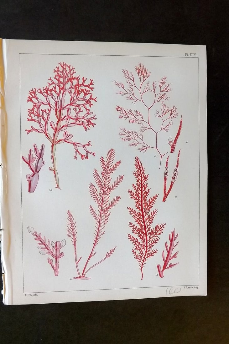 Landsborough, David 1851 Hand Col Seaweed Print. Chylocladia, Corallina, Polysiphonia 14: Hand Coloured Lithograph Published 1851, London for "A Popular History of British Sea-Weeds?" by the Rev. David Landsborough. Paper Size: 6 x 5 inch (16 x 13cm) Good Condition