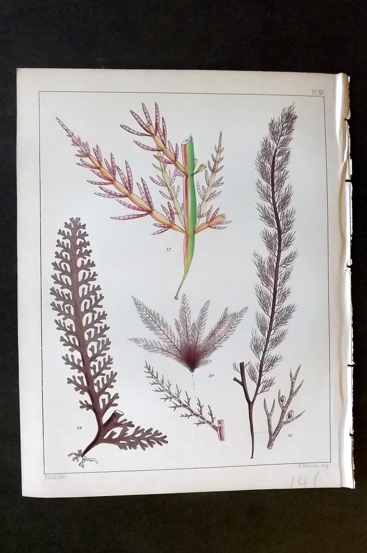 Landsborough, David 1851 Hand Col Seaweed Print. Chylocladia, Laurencia, Rytiphlaea 15: Hand Coloured Lithograph Published 1851, London for "A Popular History of British Sea-Weeds?" by the Rev. David Landsborough. Paper Size: 6 x 5 inch (16 x 13cm) Good Condition
