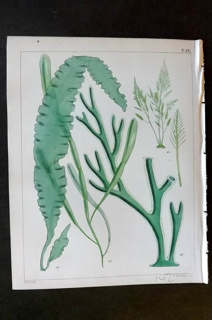 Landsborough, David 1851 Hand Col Seaweed Print. Ulva, Enteromorpha, Codium, Bryopsis 16: Hand Coloured Lithograph Published 1851, London for "A Popular History of British Sea-Weeds?" by the Rev. David Landsborough. Paper Size: 6 x 5 inch (16 x 13cm) Good Condition