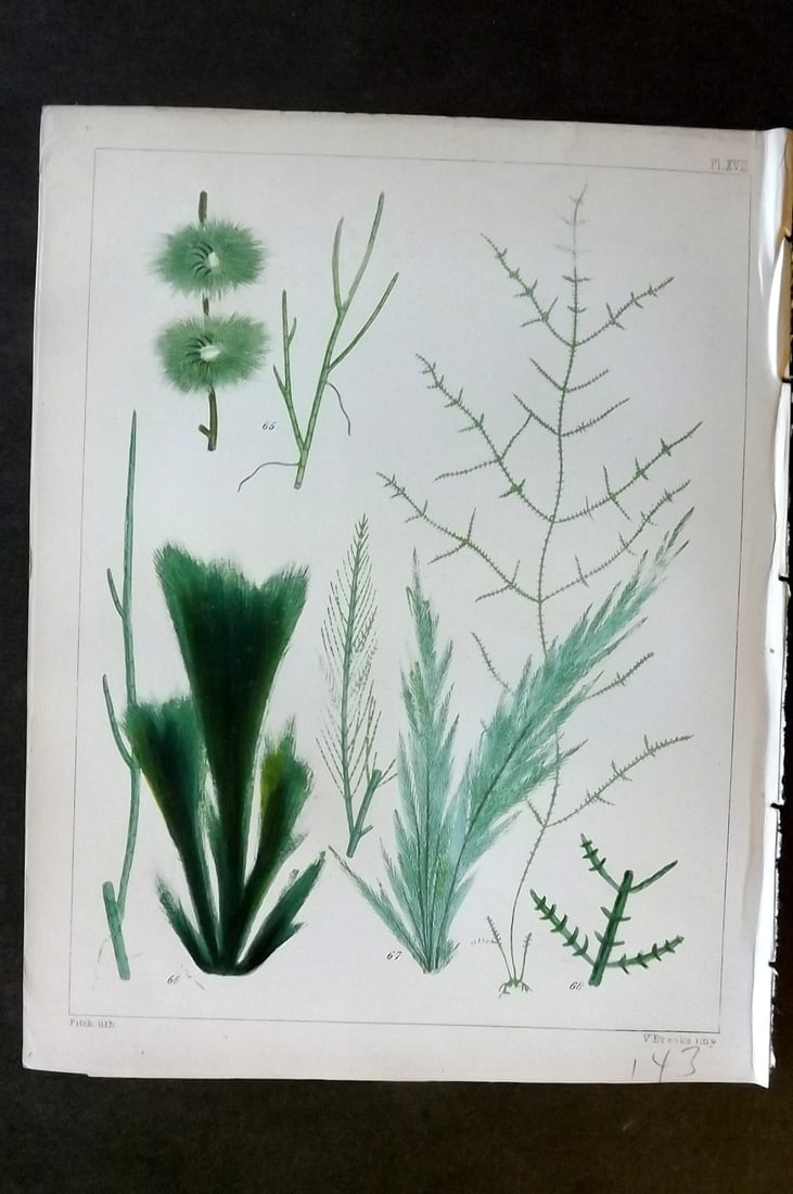 Landsborough, David 1851 Hand Col Seaweed Print. Cladophora 17 (1 of 1)