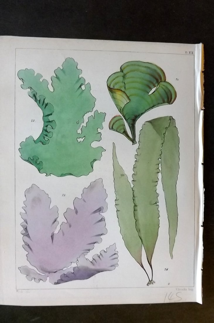 Landsborough, David 1851 Hand Col Seaweed Print. Ulva, Paddina, Porphyra, Lamnaria 19: Hand Coloured Lithograph Published 1851, London for "A Popular History of British Sea-Weeds?" by the Rev. David Landsborough. Paper Size: 6 x 5 inch (16 x 13cm) Good Condition