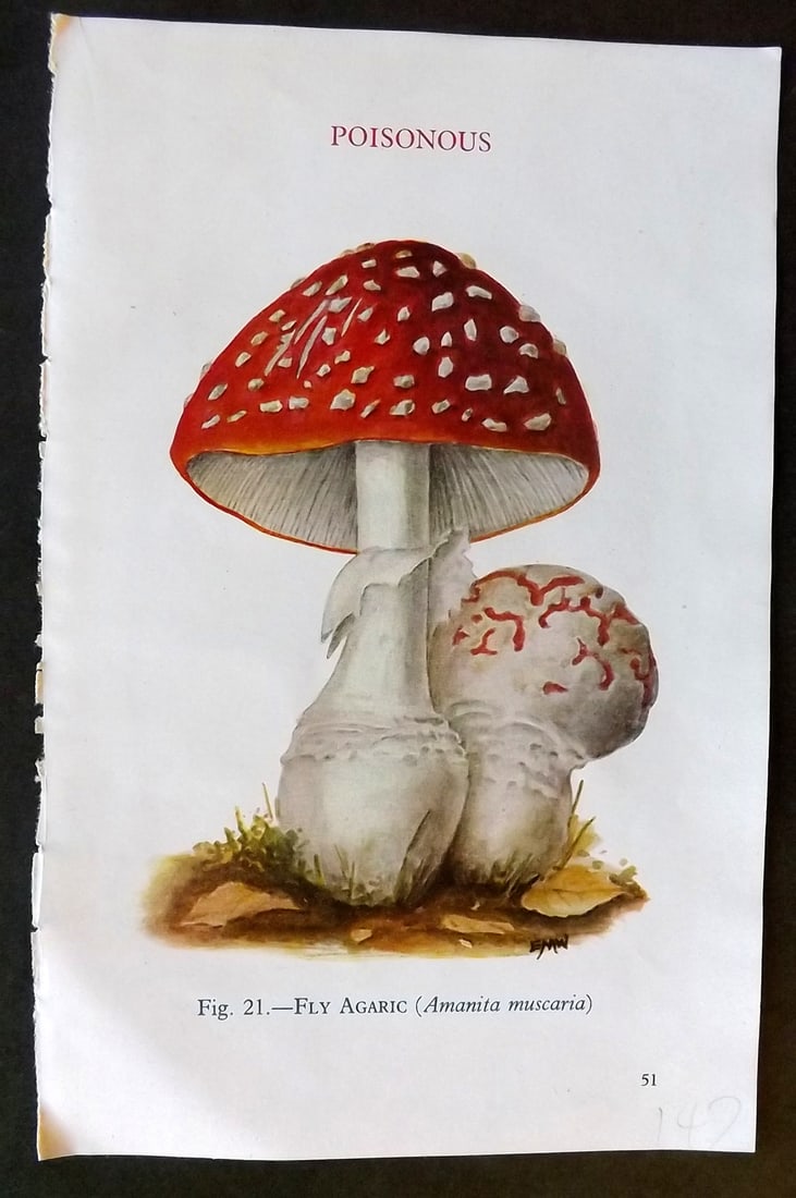 MAFF 1947 Mushroom Fungi Print. Fly Agaric 21 (1 of 1)